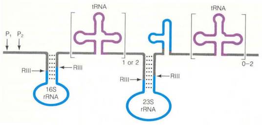 23S rRNA_百度百科