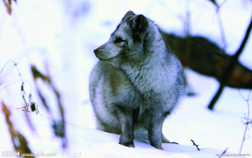 别称北极狐,属于 a target="_blank" href="/item/犬科/2080190" data