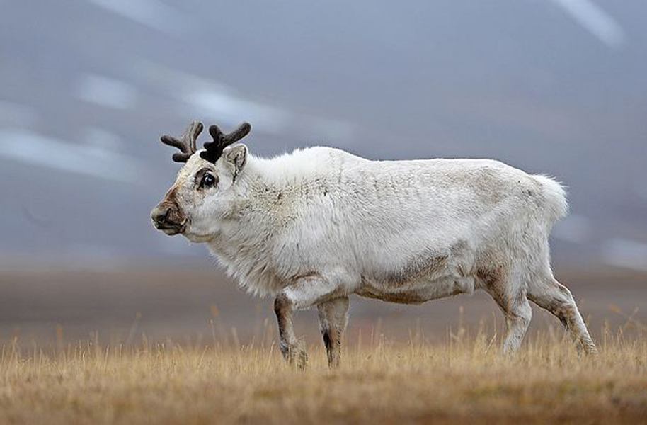  p>斯瓦尔巴德群岛驯鹿(学名:rangifer tarandus platyrhynchus)是