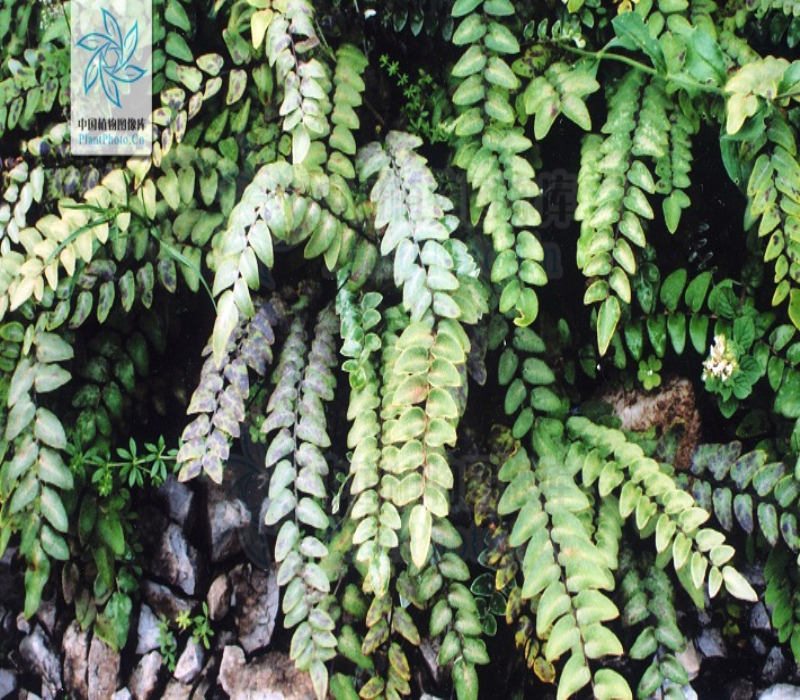 tryon)是裸子蕨科,金毛裸蕨属植物.