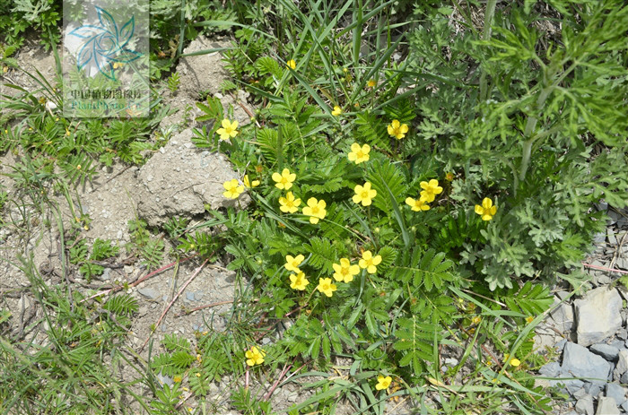  p>曲枝委陵菜,多年生草本植物须根簇生并有匍匐枝.