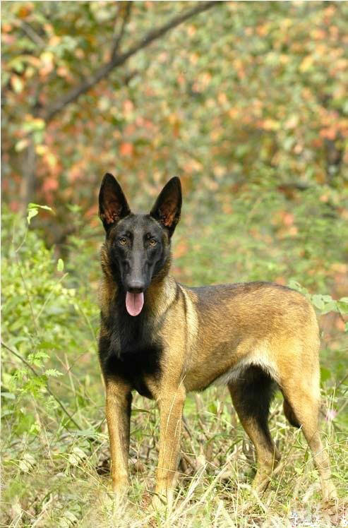  p>牧羊犬是人们赋予专职放牧类犬的一个总称,不是一个单独品种,"家族