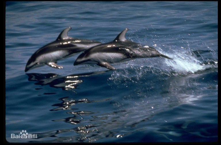  p>太平洋短吻海豚(学名: i>lagenorhynchus obliquidens /i>),是海豚