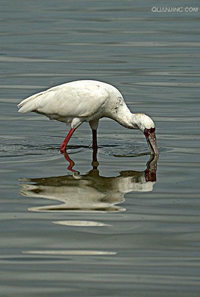  p>坦桑尼亚联合共和国(英文:the united republic of tanzania),简称