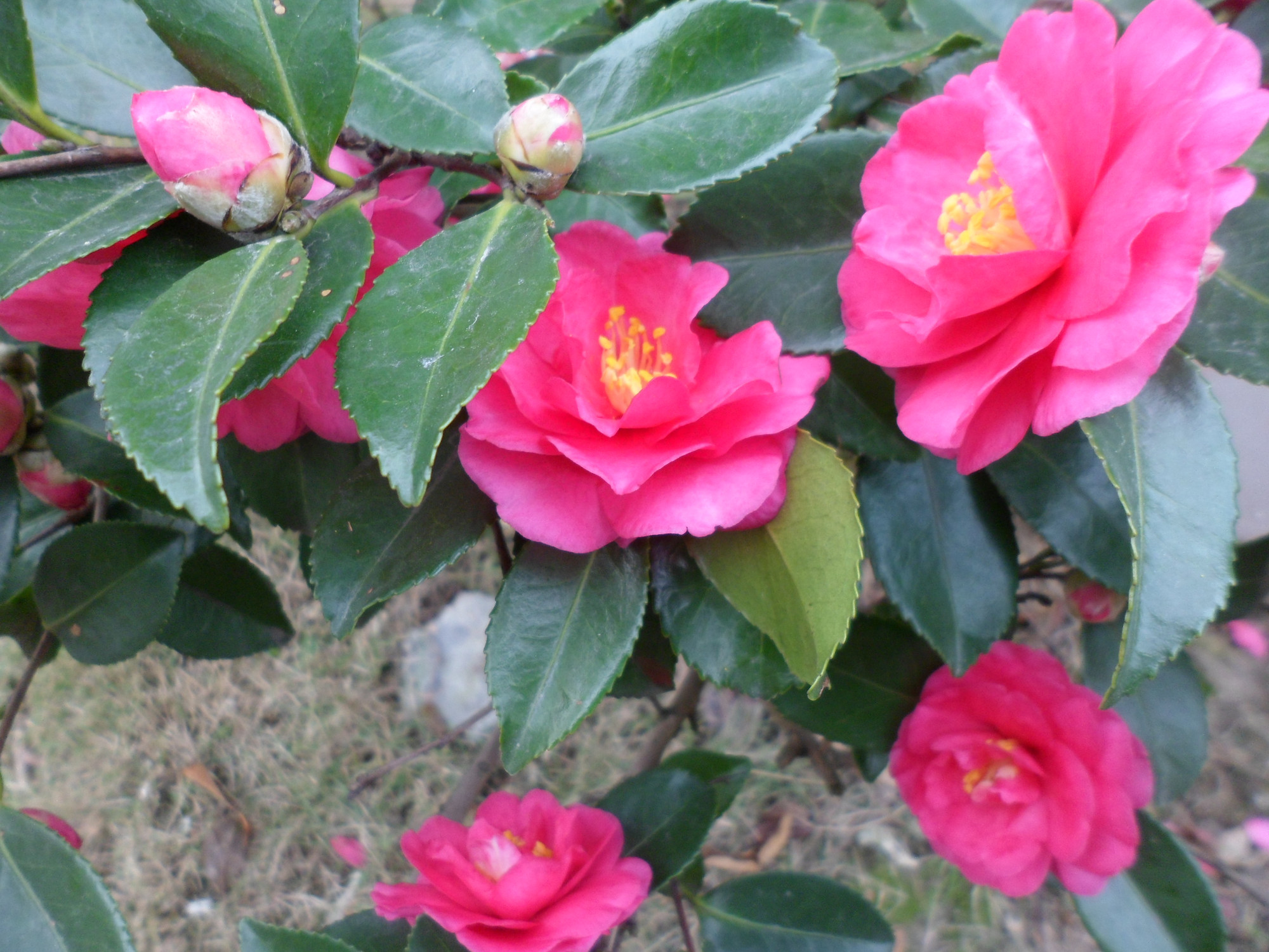  p>茶梅(学名: i>camellia sasanqua /i> thunb.
