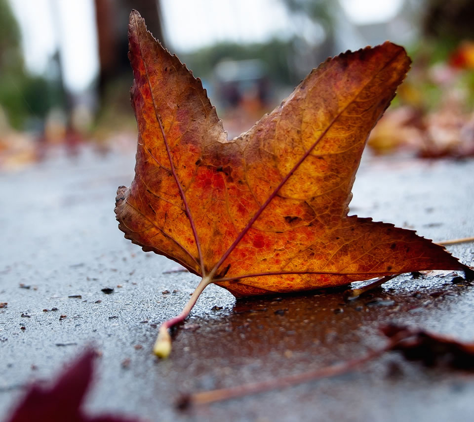武陵春·一夜寒风吹落木