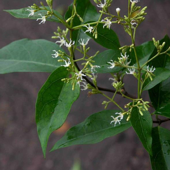  p>印度羊角藤(原亚种), a target="_blank" hr