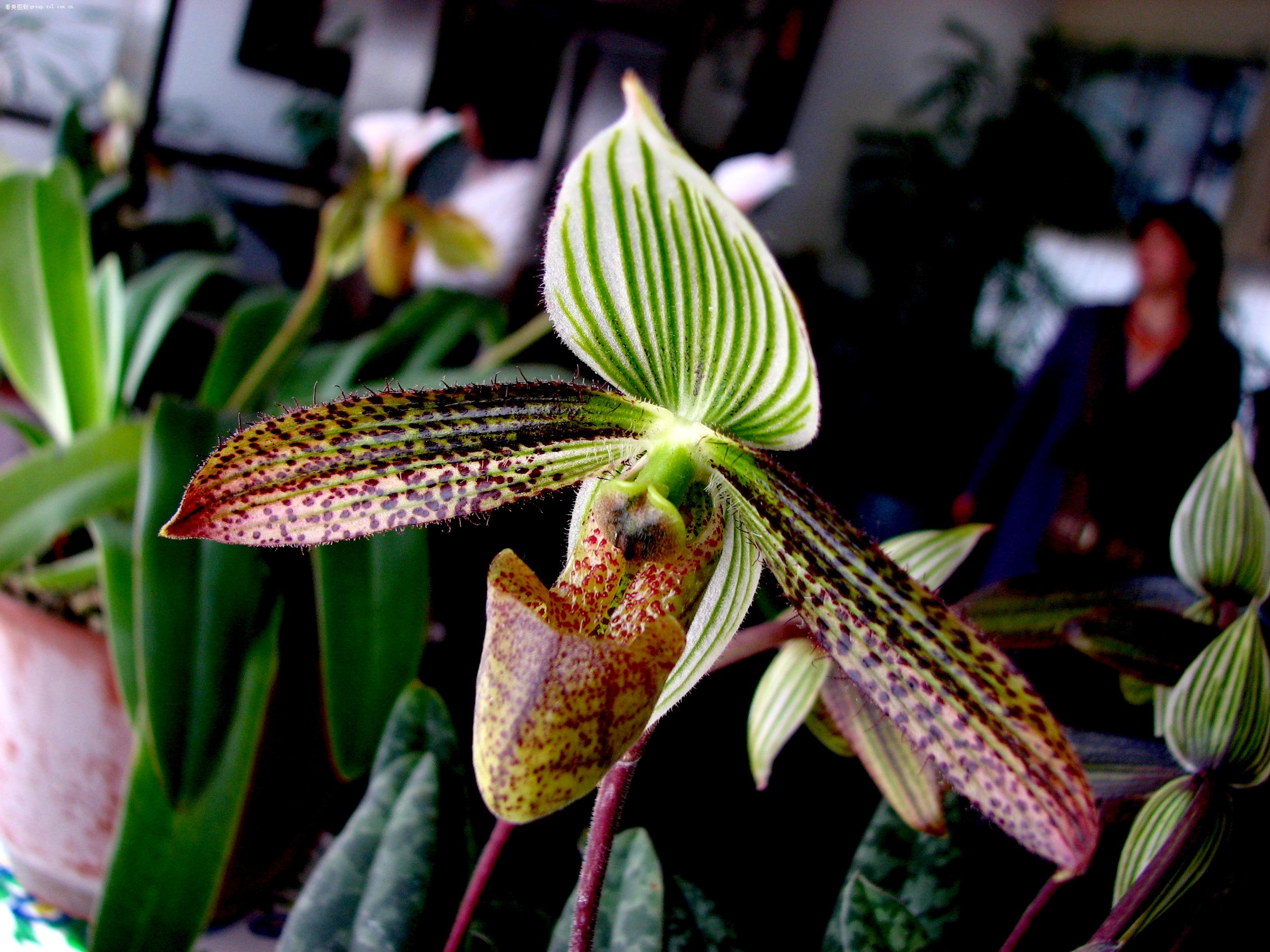 p>巨瓣兜兰(学名: i>paphiopedilum bellatulum /i> (h. g.