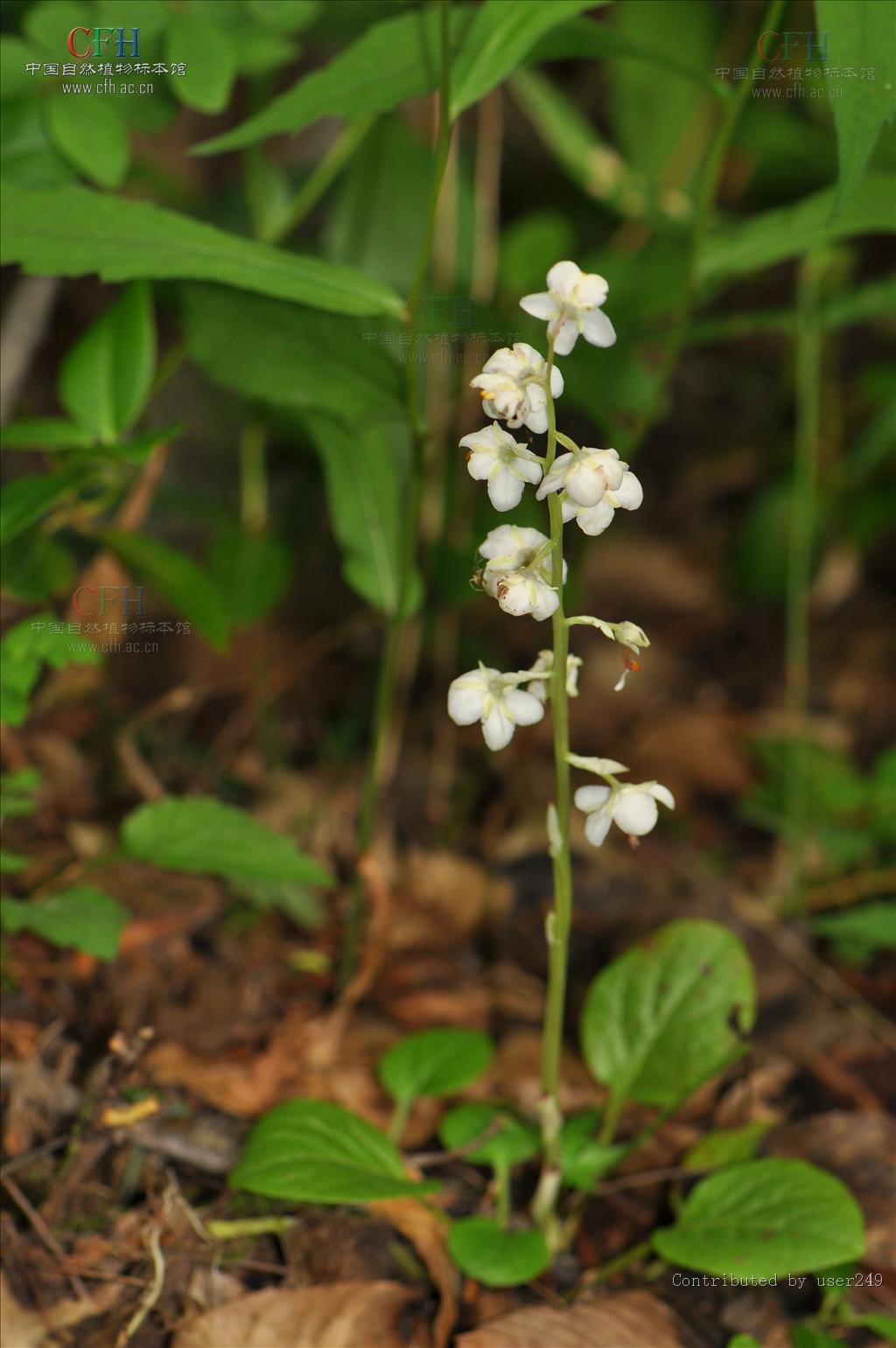  p>皱叶鹿蹄草,拉丁学名:pyrola rugosa.