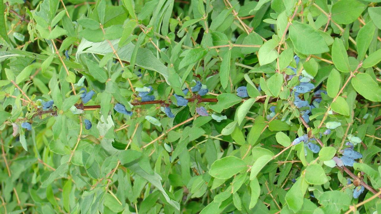 为十字花科植物菘蓝,草大青,豆科植物木蓝,爵床科
