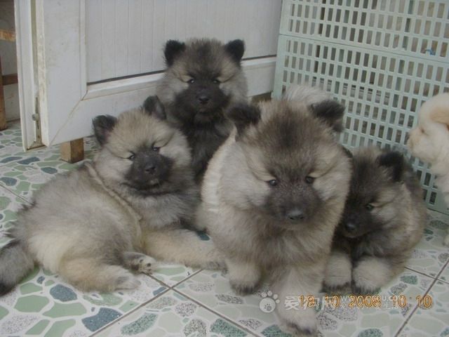  p>荷兰毛狮 a href="#" data-lemmaid="1185">犬 /a>的性情很开朗