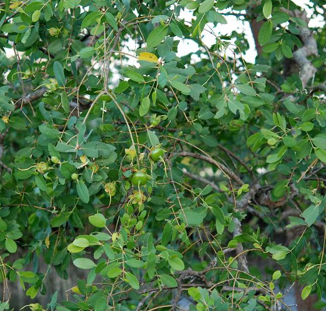  p>无瓣海桑(学名: i>sonneratia apetala /i>  buch.-ham. a>.