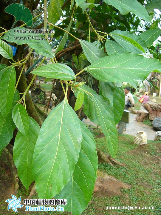  p>纸叶榕(学名:ficus chartacea)为桑科榕属的植物.