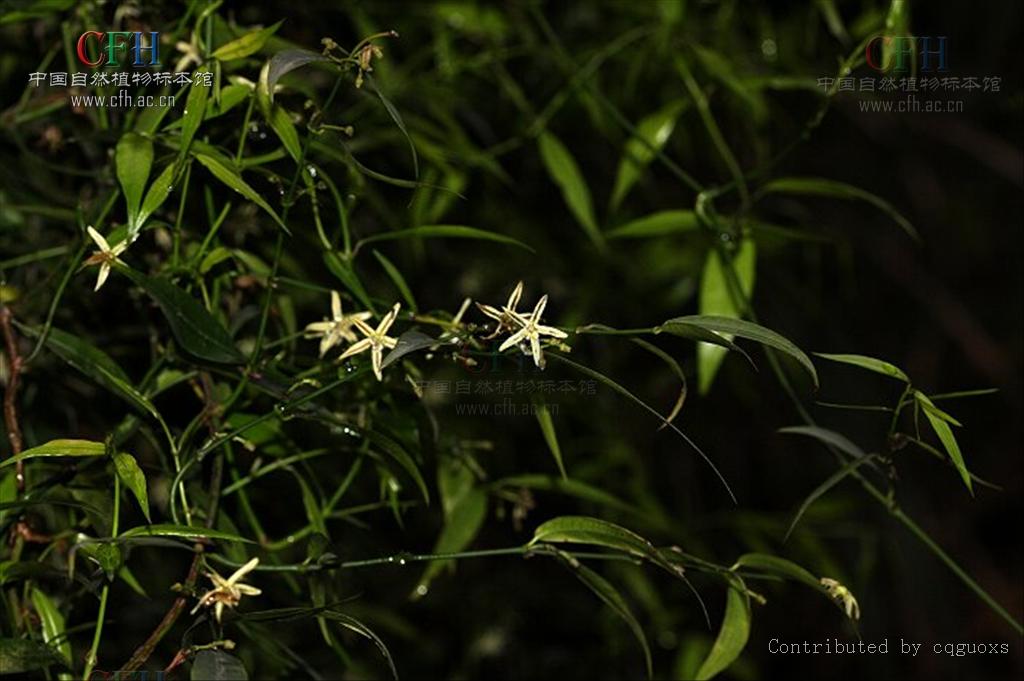  p>黑龙骨(学名:periploca forrestii schltr.