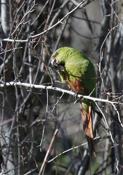  p>南方锥尾鹦鹉(学名: i>enicognathus ferrugineus /i>):是鸟纲