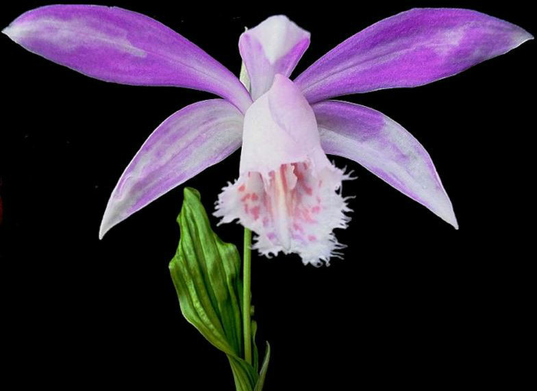  p>小白及(学名: i>bletilla formosana  /i> (hayata) schltr.