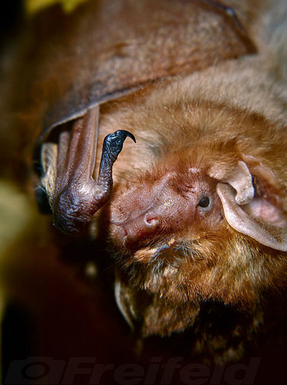  p>赤蓬毛蝠(学名: i>lasiurus boreali /i> i>s /i>):是一种生活在