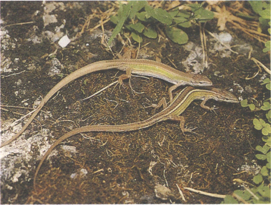  p>蓬莱草蜥(学名:takydromus stejnegeri)为蜥蜴科草蜥属的爬行动物