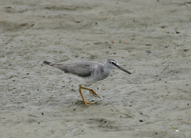  a data-lemmaid="26822">涉禽 /a>,体重75-172克,体长250-280毫米