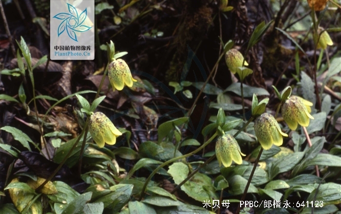  p>米贝母是 a target="_blank" href="/item/百合目/6761215" data