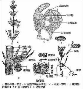 果胞系_百度百科