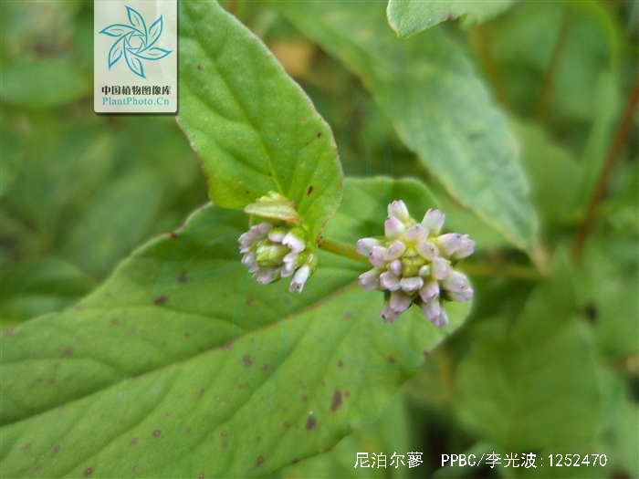  p>尼泊尔蓼,一年生草本.