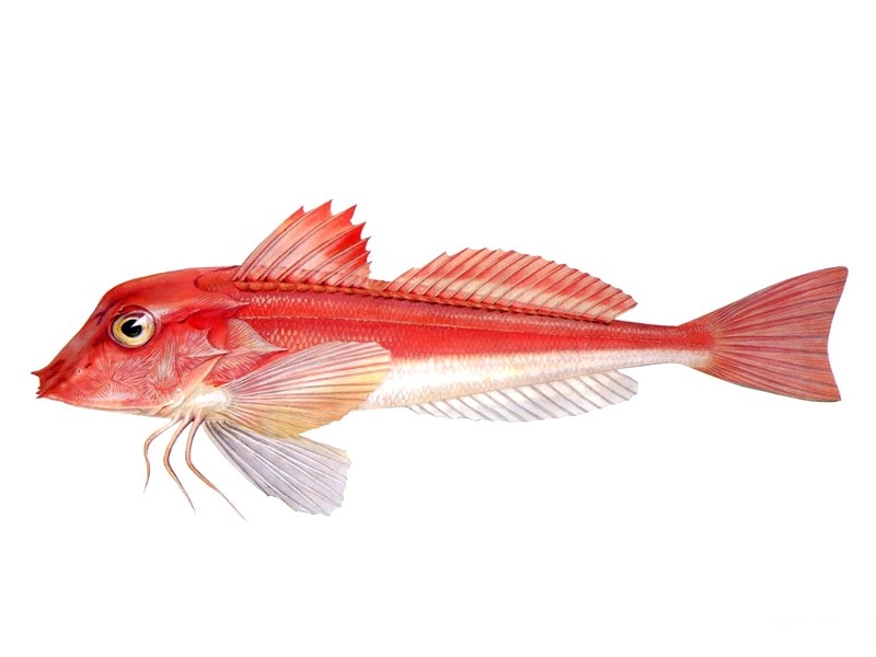  p>翼红娘鱼又称 a href="#" data-lemmaid="6082740">红双角鱼 /a>