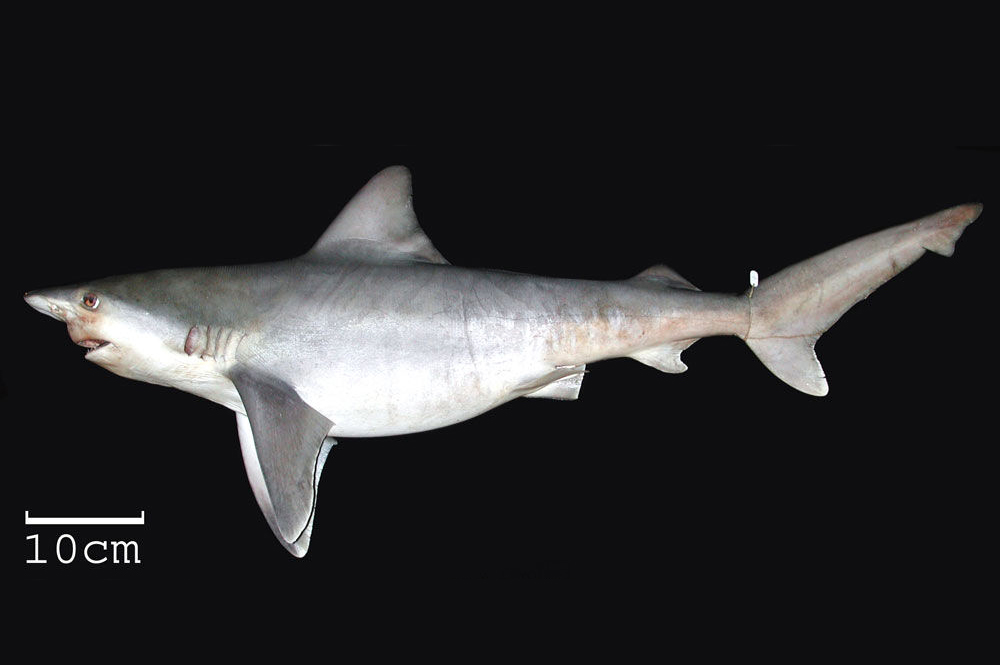  p>阔口真鲨(学名: i>carcharhinus plumbeus /i>)是真鲨科,真鲨属的