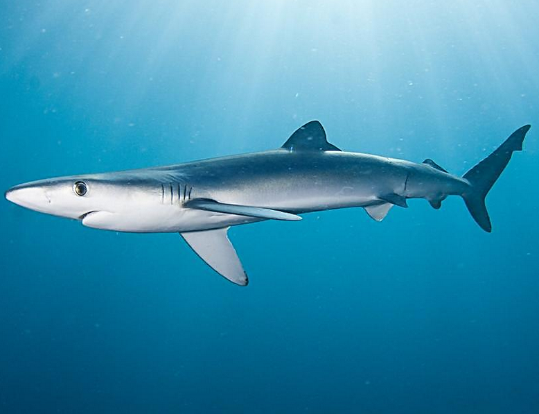  p>大青鲨(学名: i>prionace glauca /i>): a href="#" data-lemmaid=