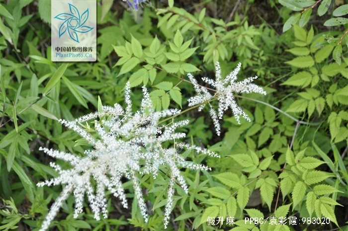  p>假升麻(学名: i>aruncus sylvester  /i>kostel.