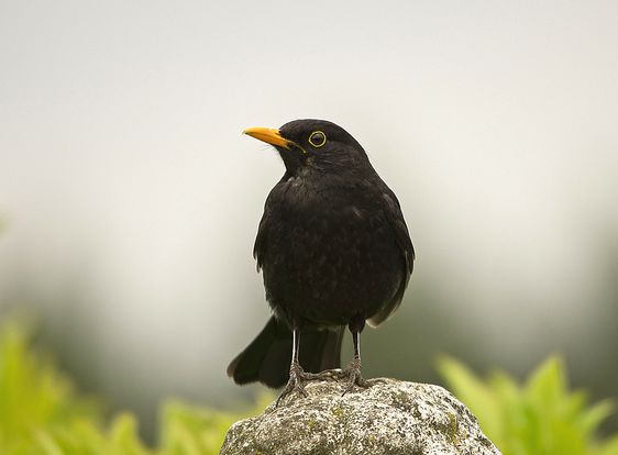  p>乌鸫加那利亚种是乌鸫的亚种之一.