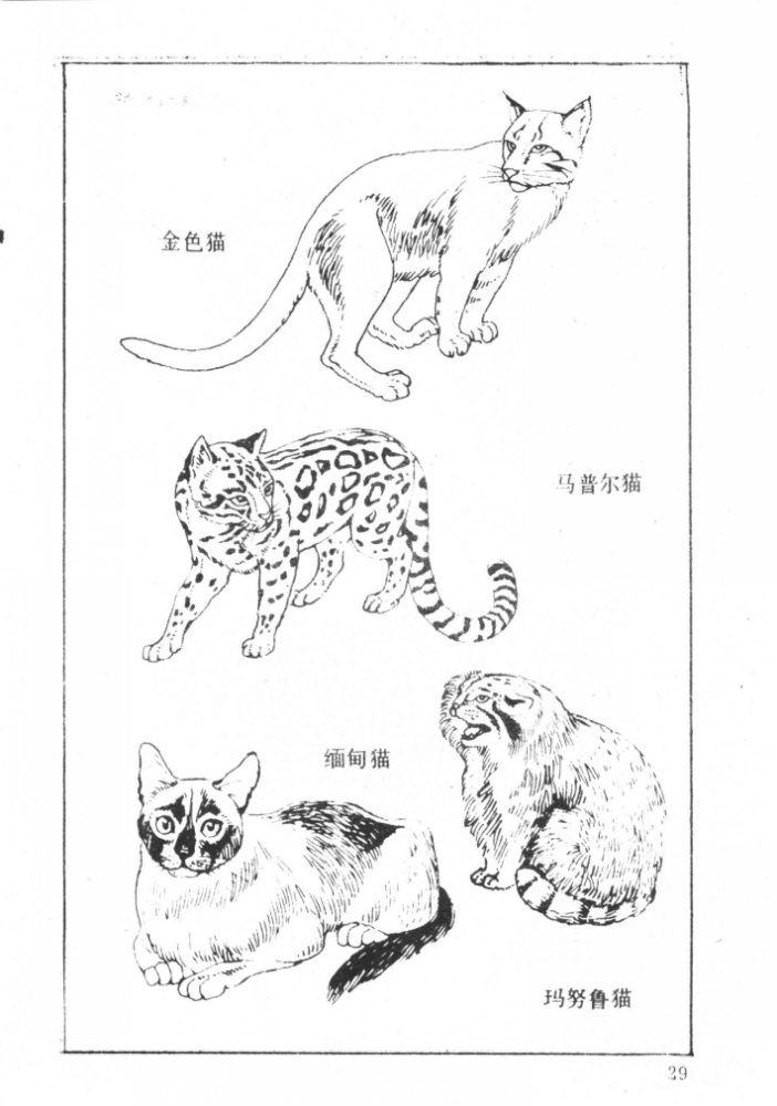 家猫_百度百科