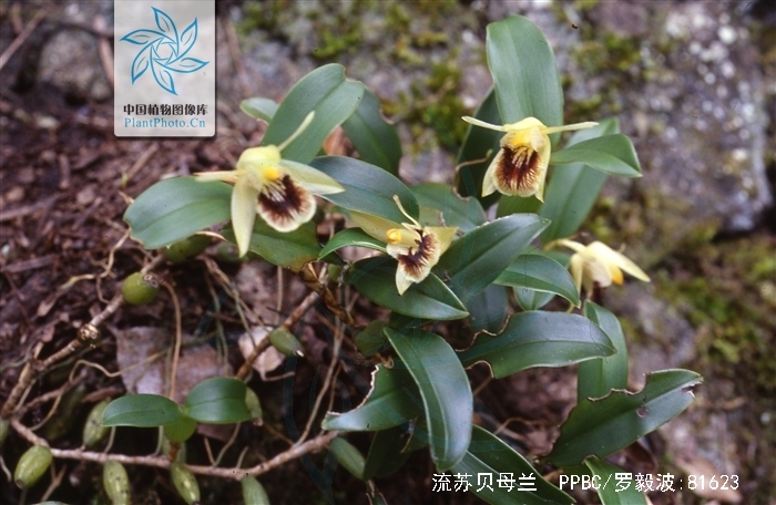  p>流苏贝母兰(学名: i>coelogyne fimbriata /i>  lindl.