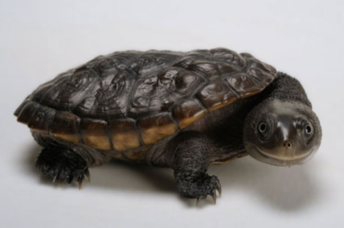 新几内亚长颈龟