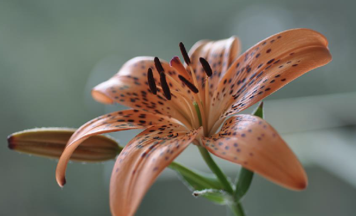  p>有斑百合(学名: i>lilium concolor  /i>salisb. var.
