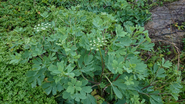 滨海前胡（伞形科前胡属多年生草本植物）_百度百科