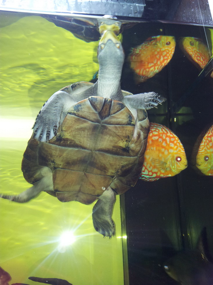  p>黄头侧颈龟(学名: i>podocnemis unifilis /i>)是侧颈龟科,南美侧