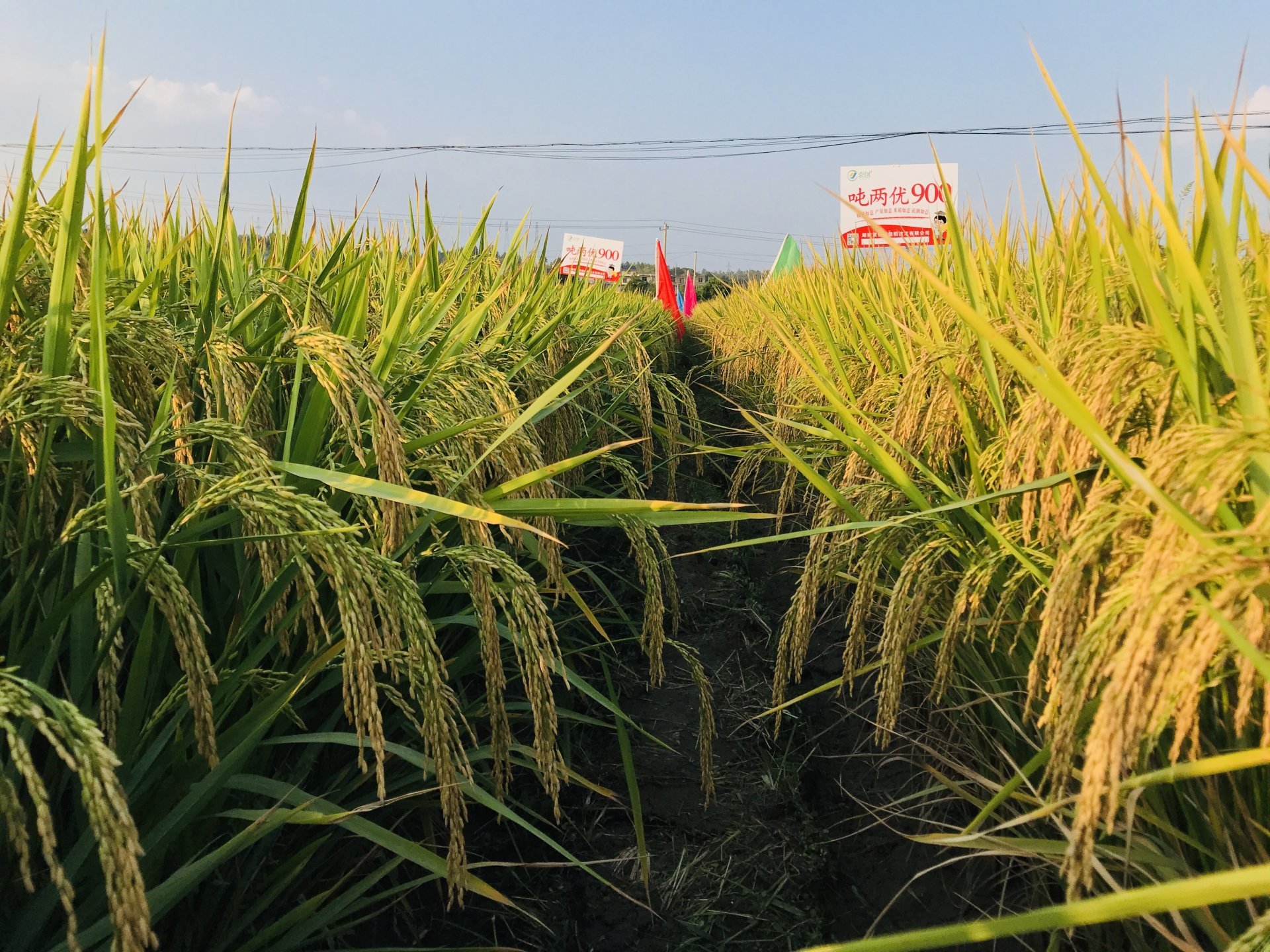 两优900是 a target="_blank" href="/item/湖南袁创超级稻技术有限