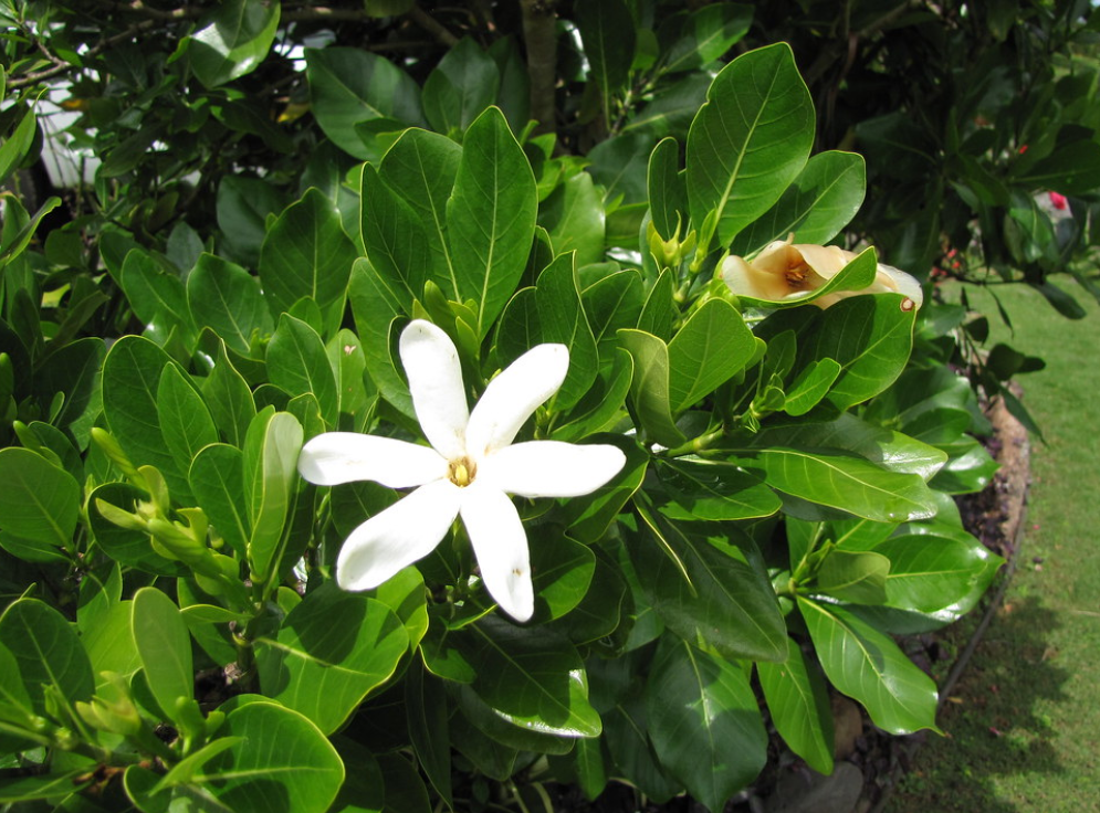 gardenia weissichii