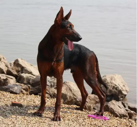 犬界 金刚 高大威猛的莱州红 百科ta说