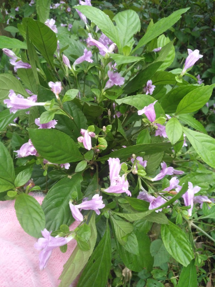  p data-id="tzaya1ii4rls">板蓝( i>strobilanthes cusia /i> (nees)