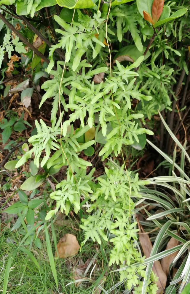 是海金沙科海金沙属草本植物,其叶轴具窄边,羽片多数,对生于叶轴毒噜