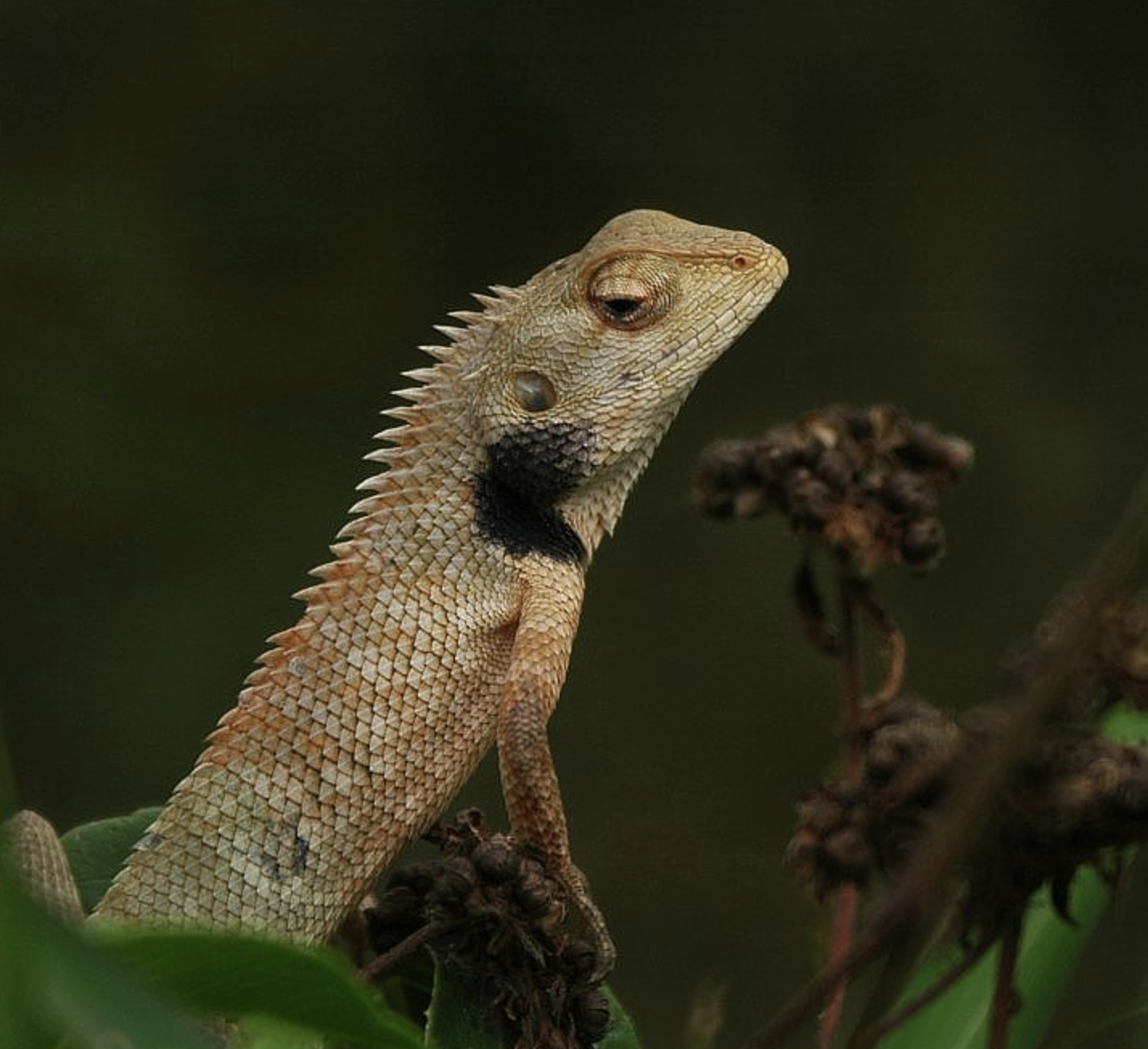  p>变色树蜥(学名: i>calotes versicolor /i>)是鬣蜥科,树蜥属的爬行