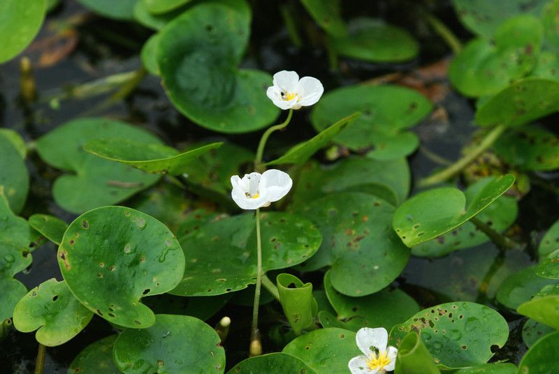  p>水鳖(学名: i>hydrocharis dubia /i> (bl.