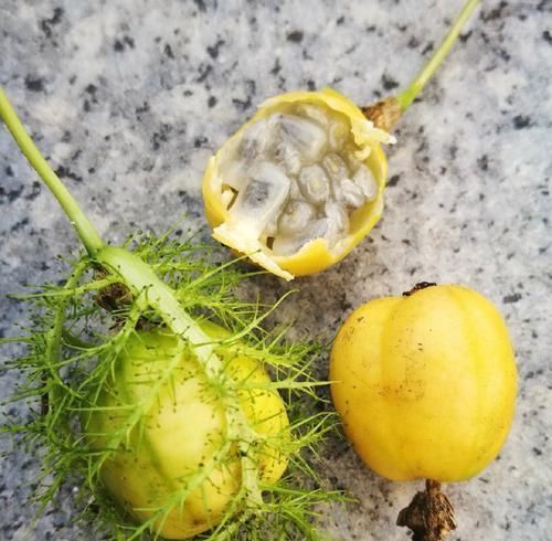  p data-id="tzqne2izxwox">龙珠果( i>passiflora foetida /i> l.