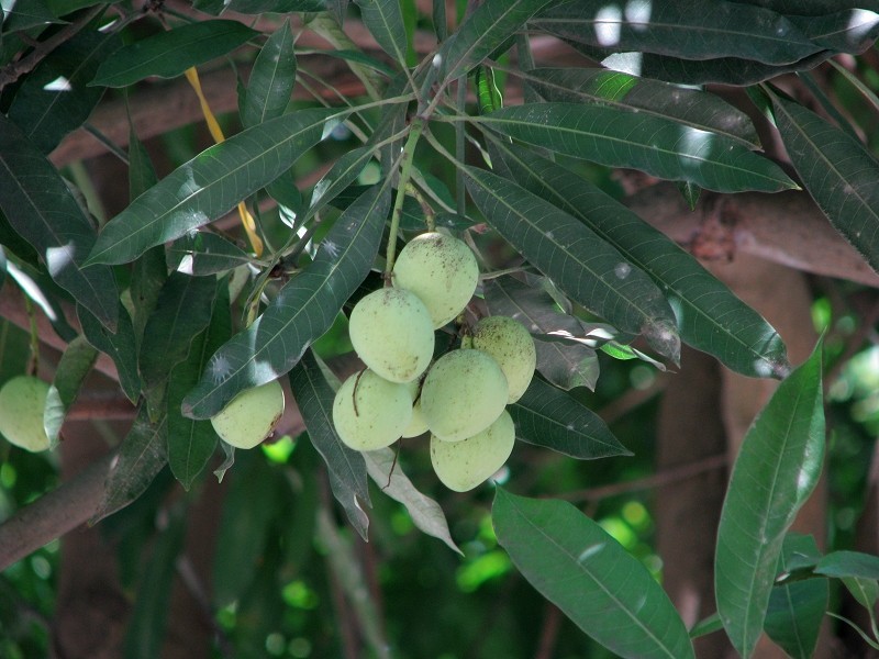  p data-id="gnvfvrohaz">扁桃( i>prunus dulcis /i> (mill.) d. a.