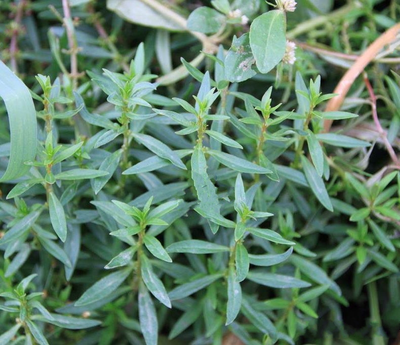 基水苋(学名: i>ammannia arenaria /i> kunth)是千屈菜科,水苋菜属 a