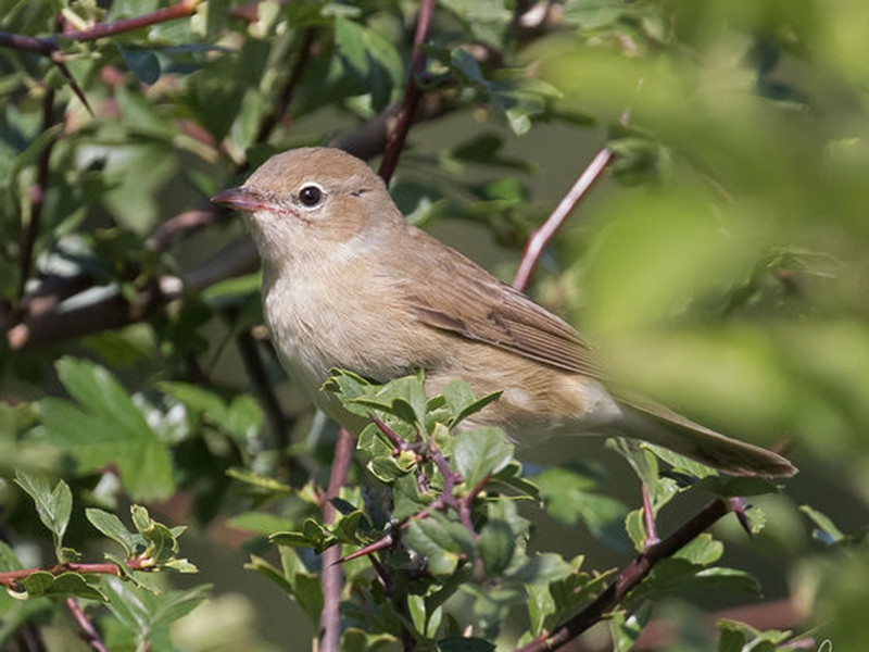  p>莺鹛科(学名:sylviidae):是鸟类dna分类系统和鸟类全基因组测序