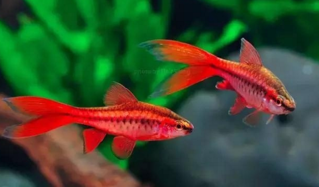樱桃灯鱼