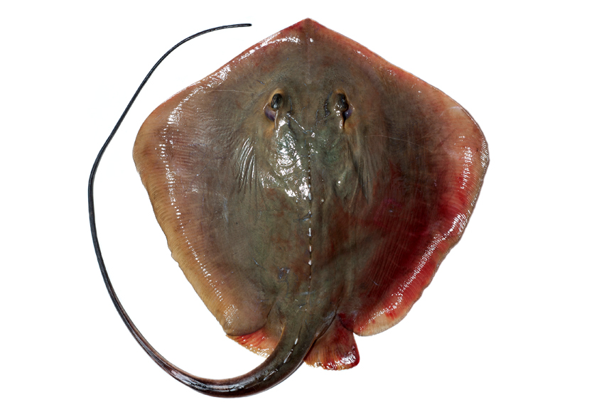  p>黄魟(学名: i>dasyatis bennetti /i>)是魟科,魟属的一种鱼类.